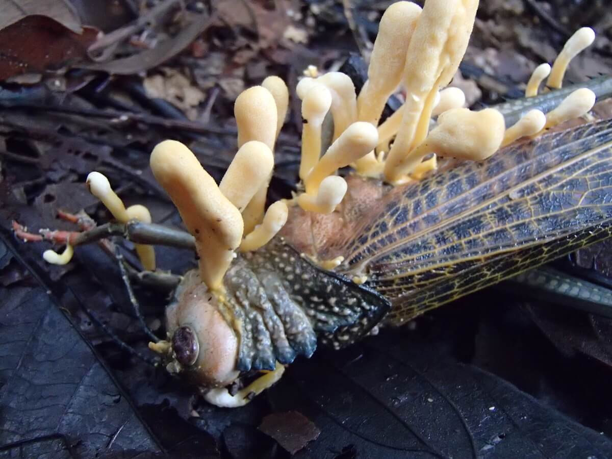 Discover How Cordyceps Will Change Your Sex Life Forever