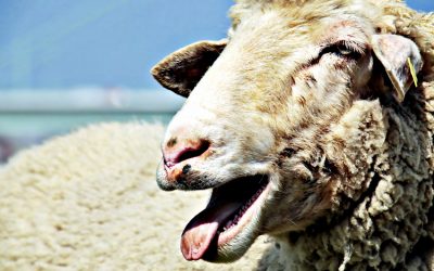 Horny Goat Weed Dosage: My Secret for the Best Results