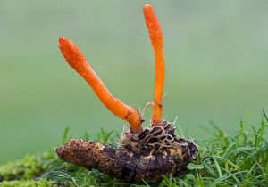 Leanbean vs Trimtone vs Hourglass Fit- Female Fat Burner Over 30